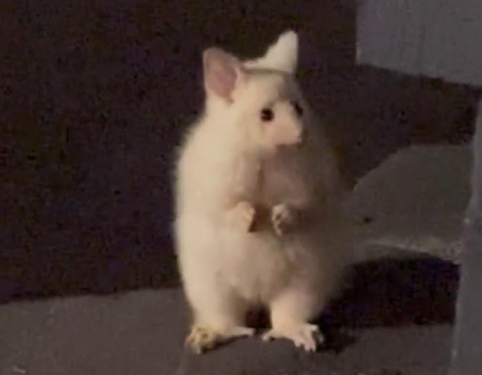 Guy Goes Viral After Sharing His Encounter With An Unusual Golden-Furred Possum