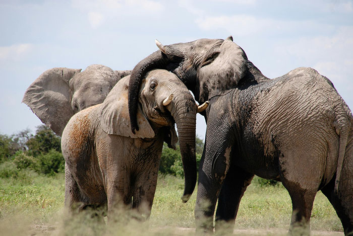 Scientists Say Elephants May Have Their Own ‘Names’ For Each Other, And Netizens Are Very Intrigued