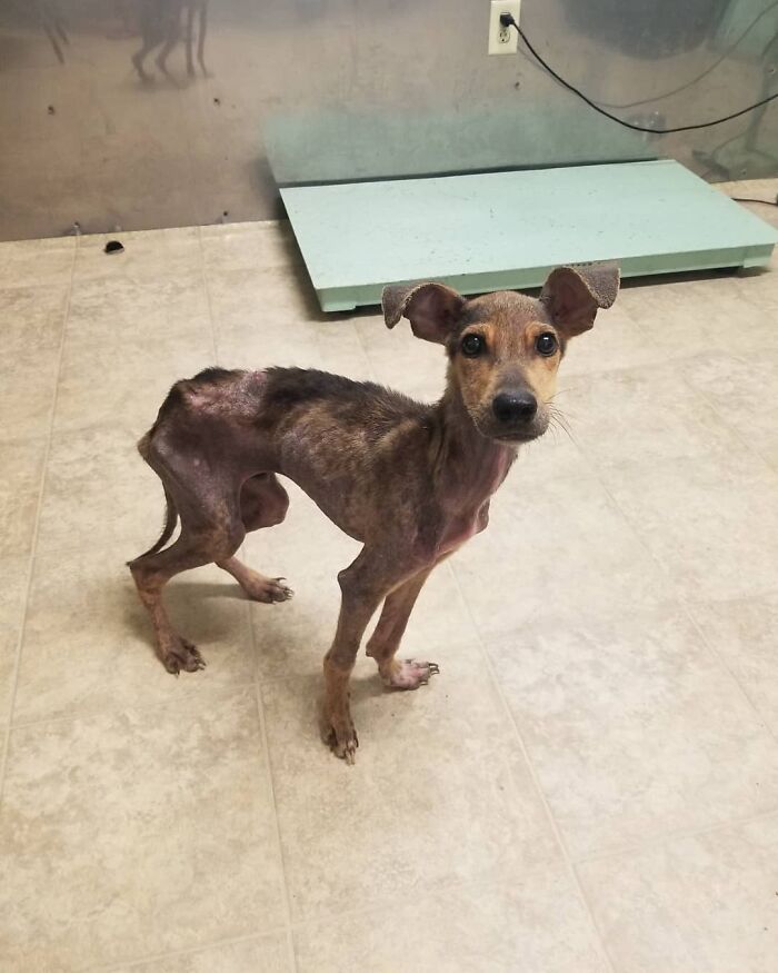 Starving dog from remote island in Belize standing on a tiled floor, showing signs of malnutrition.