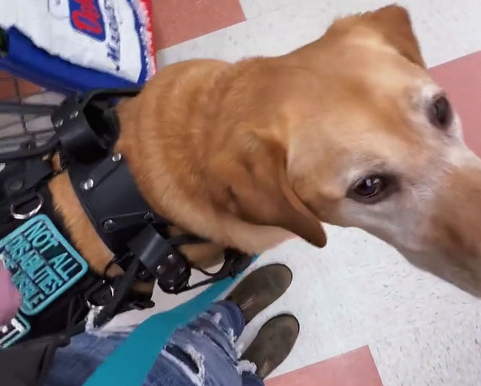 Netizens Have Their Hearts Melt As This Mom Wholesomely Stops Her Girl From Petting Service Dog