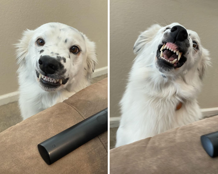 He Thinks This Face Will Convince Me To Let Him On The Couch