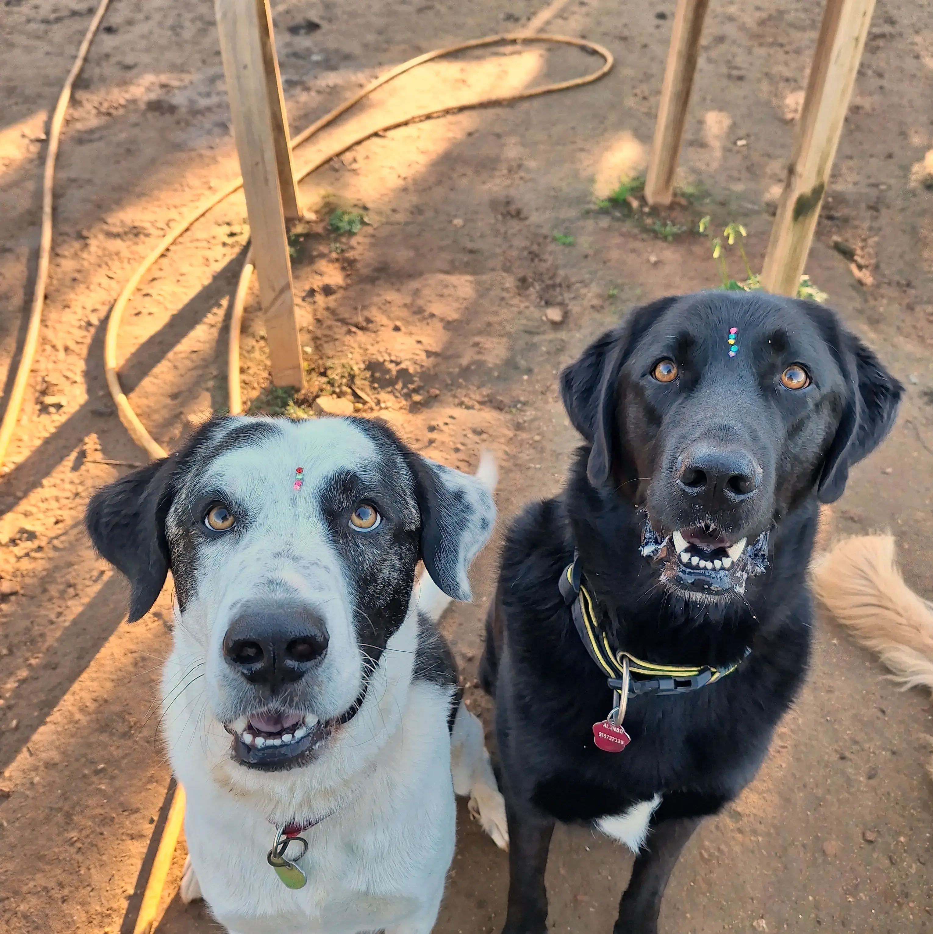 Family Went To Adopt One Dog, Found Out He Has A Best Friend, Decides To Adopt Both