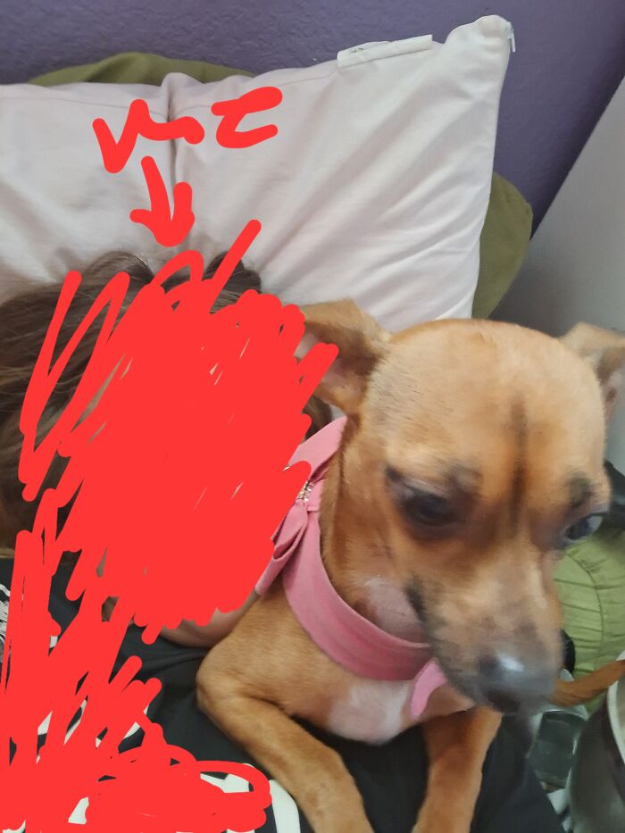 My Dog, Canela, Doesn't Like It When We Are On Our Phones While Petting Her/Instead Of Giving Her Attention. A Few Weeks Ago, She Sat On Me While I Was Playing On My Phone. I'm Just Like "Um....help?"