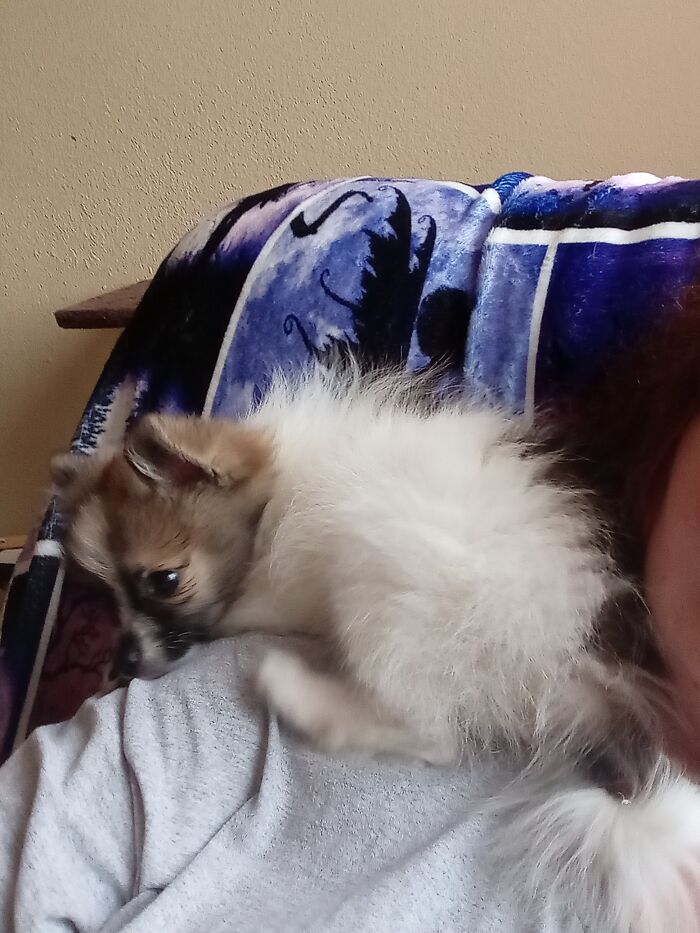 This Is My Brand New Puppy, Bandit! It's Been 4 Hrs Since I Brought Him Home, And He Seems To Think He's A Parrot. He's Spent At Least Half The Time We've Been Home Perched On My Shoulder. But I'm Just So Happy To Have Him Home With Me Finally! Just Wanted To Share The Newest Addition To My Family!