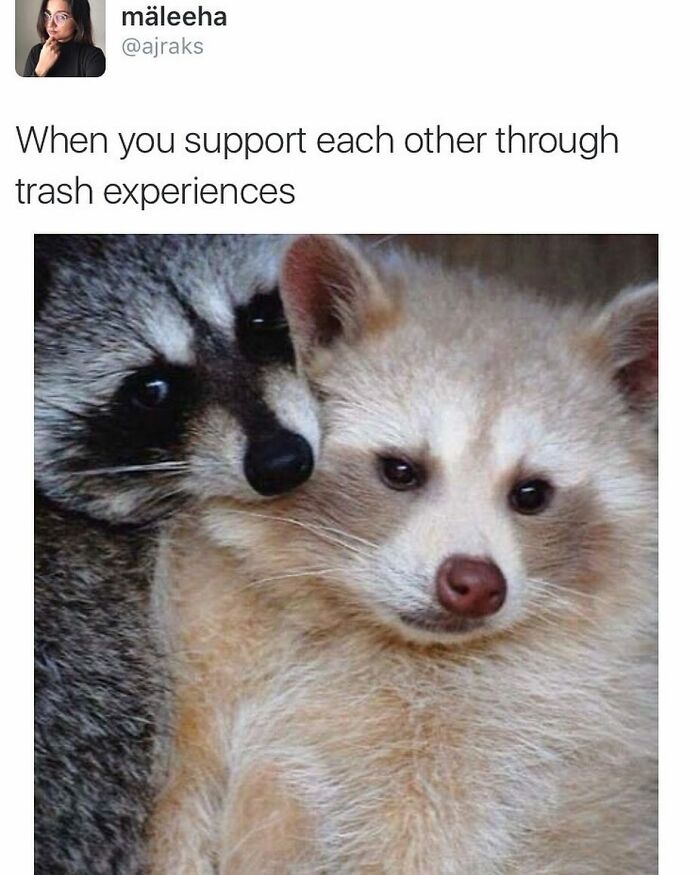 Wholesome-Memes-Blessed-Content