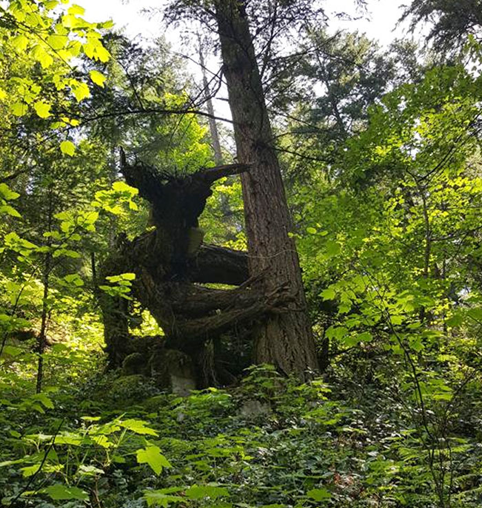 This Tree I Found Hiking Looks Like A Forest Monster Watching Over You