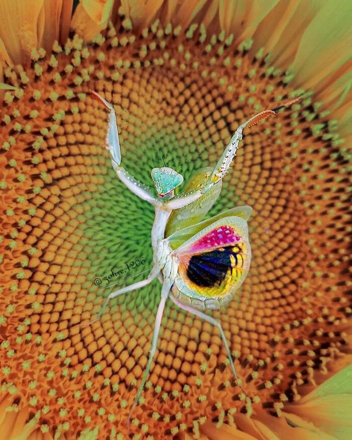 Seeing The Unseen: Stunning Macro Photography Of Nature’s Small Wonders