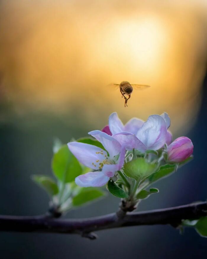 Seeing The Unseen: Stunning Macro Photography Of Nature’s Small Wonders