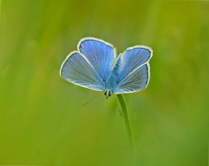 Seeing The Unseen: Stunning Macro Photography Of Nature’s Small Wonders