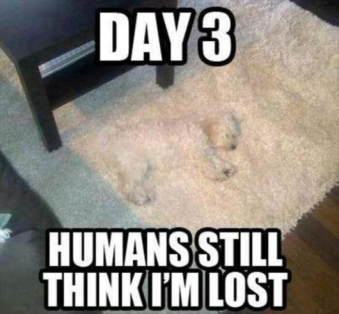 Funny meme of a dog camouflaged on a fluffy white carpet, captioned "Day 3, Humans Still Think I'm Lost."