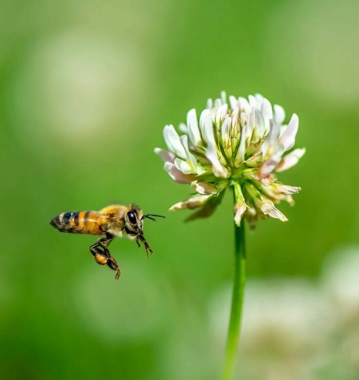 Seeing The Unseen: Stunning Macro Photography Of Nature’s Small Wonders