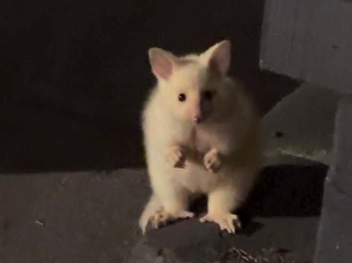 Guy Goes Viral After Sharing His Encounter With An Unusual Golden-Furred Possum