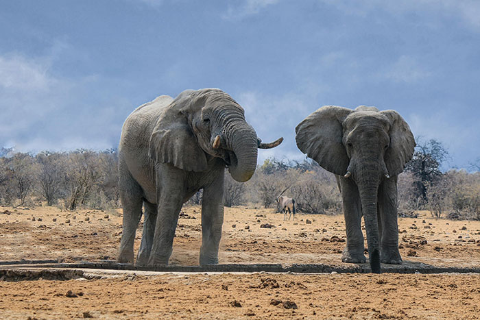 Scientists Say Elephants May Have Their Own ‘Names’ For Each Other, And Netizens Are Very Intrigued