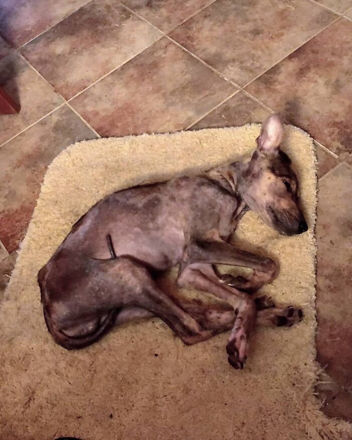 Starving dog rescued from remote island in Belize, sleeping on a beige rug.