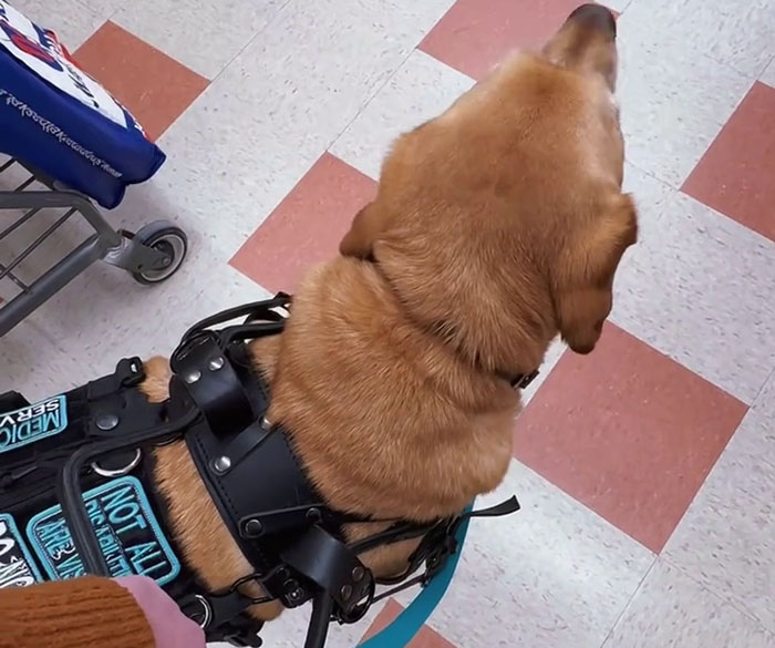 Netizens Have Their Hearts Melt As This Mom Wholesomely Stops Her Girl From Petting Service Dog