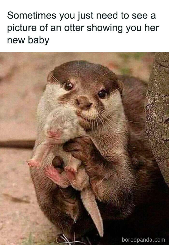 Otter holding her baby with a humorous caption above, showcasing funny animal meme potential.