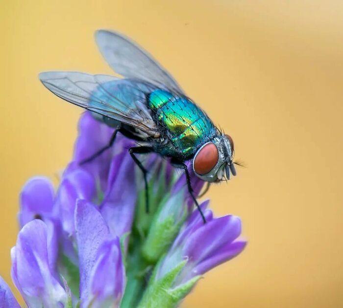 Seeing The Unseen: Stunning Macro Photography Of Nature’s Small Wonders