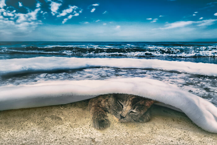 A Cat Taking A Siesta On The Beach