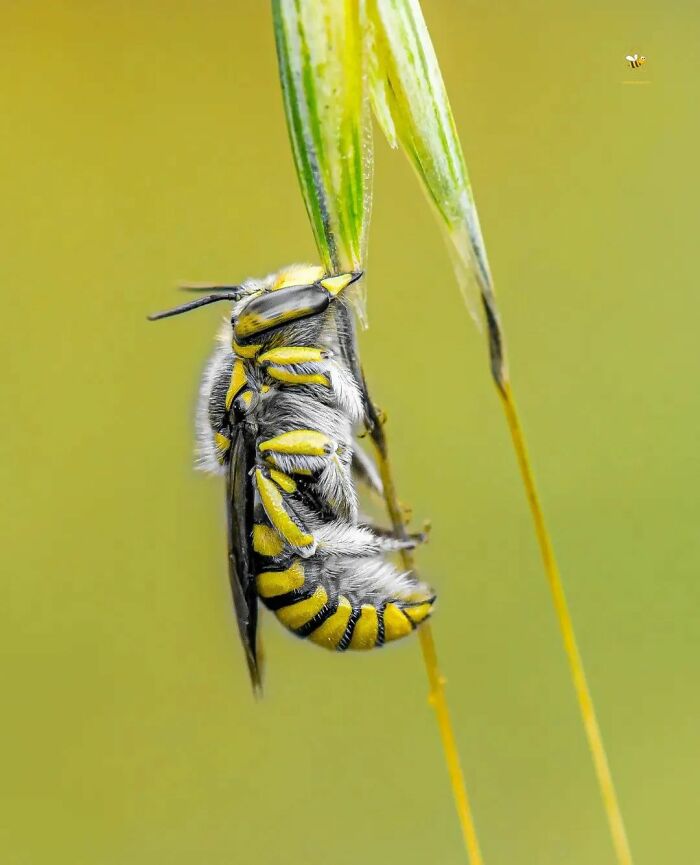 Seeing The Unseen: Stunning Macro Photography Of Nature’s Small Wonders