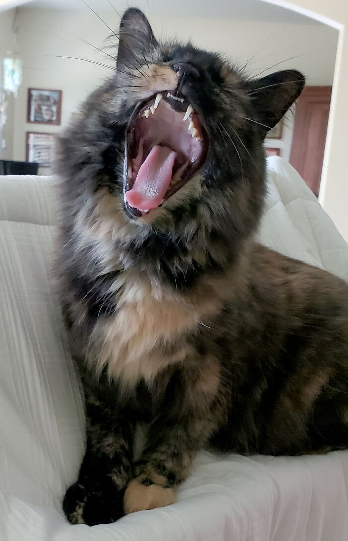 Leeloo Yawning, But Looking Like She's Singing