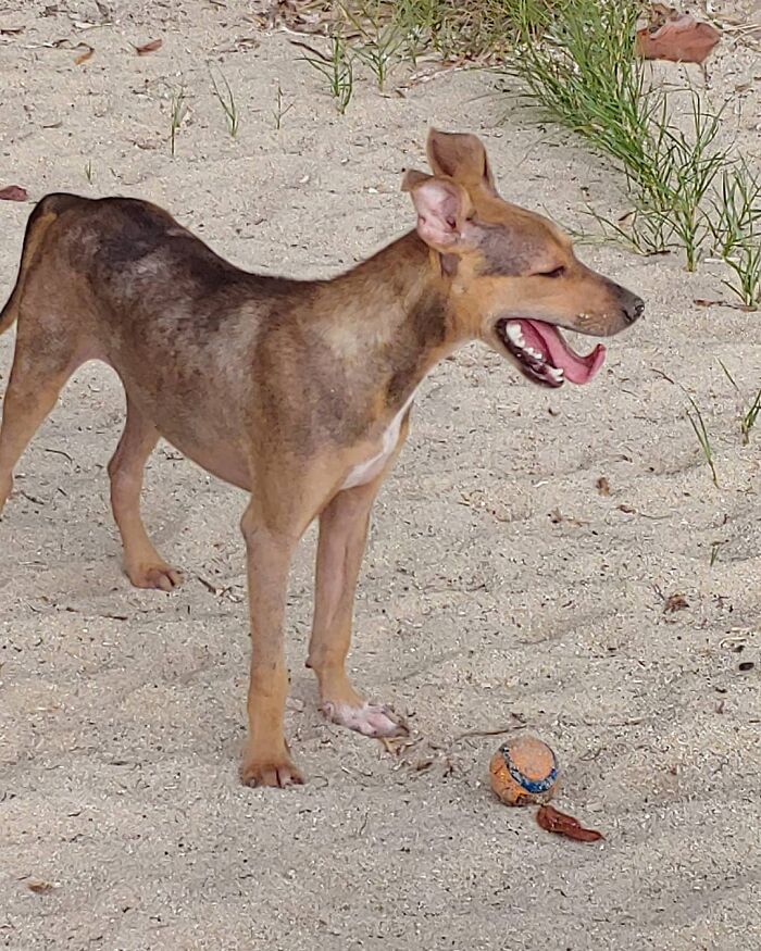 Rescued starving dog on a sandy beach in Belize, standing with a ball nearby, appearing relieved and relaxed.