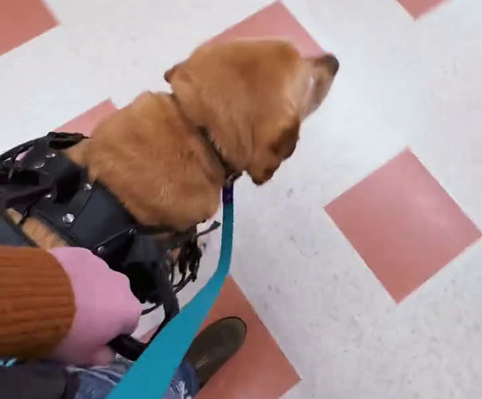 Netizens Have Their Hearts Melt As This Mom Wholesomely Stops Her Girl From Petting Service Dog