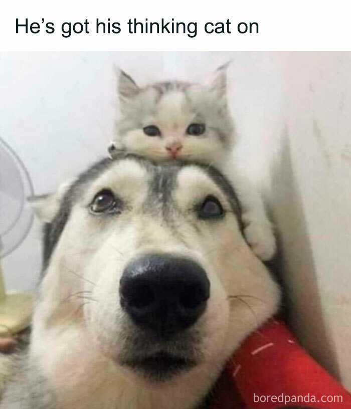 Dog with a kitten on its head, creating a funny meme moment with animal humor.