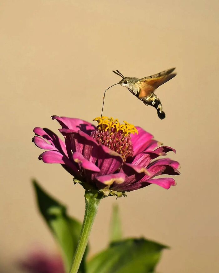 Seeing The Unseen: Stunning Macro Photography Of Nature’s Small Wonders