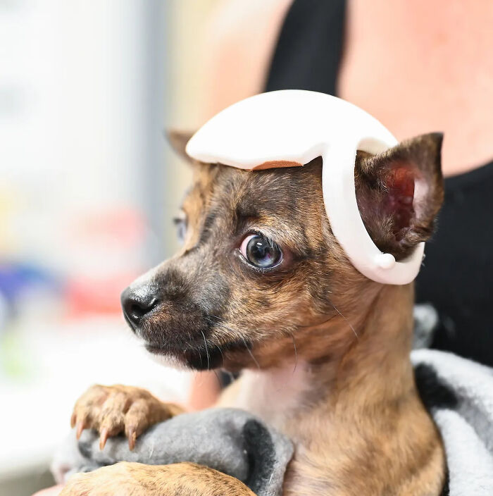 Pup With A Rare And Dangerous Condition Gets A Custom 3D Printed Helmet To Protect Him