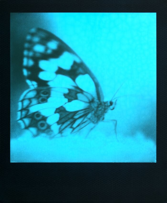 Honorable Mention: "Butterfly Angel (Blue)" By Fabian Kochendoerfer