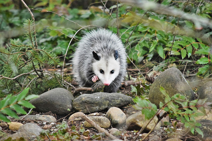 Guy Goes Viral After Sharing His Encounter With An Unusual Golden-Furred Possum