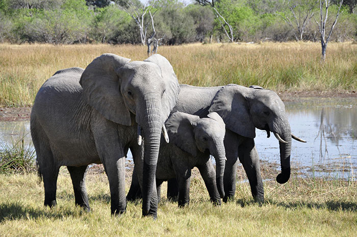 Scientists Say Elephants May Have Their Own ‘Names’ For Each Other, And Netizens Are Very Intrigued