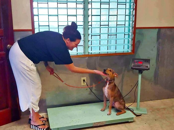 Woman helping a rescued dog on a scale, highlighting a heartwarming rescue from a remote island in Belize.