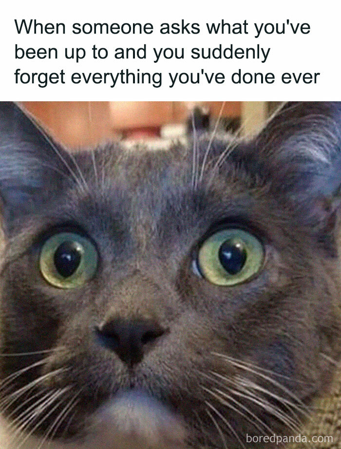 Close-up of a surprised cat with wide eyes, featuring a funny meme caption about forgetting everything you've done.