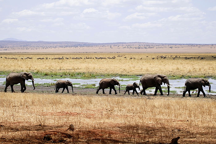 Scientists Say Elephants May Have Their Own ‘Names’ For Each Other, And Netizens Are Very Intrigued