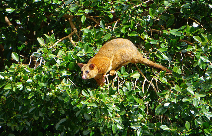 Guy Goes Viral After Sharing His Encounter With An Unusual Golden-Furred Possum