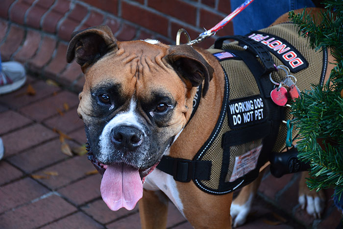 Netizens Have Their Hearts Melt As This Mom Wholesomely Stops Her Girl From Petting Service Dog