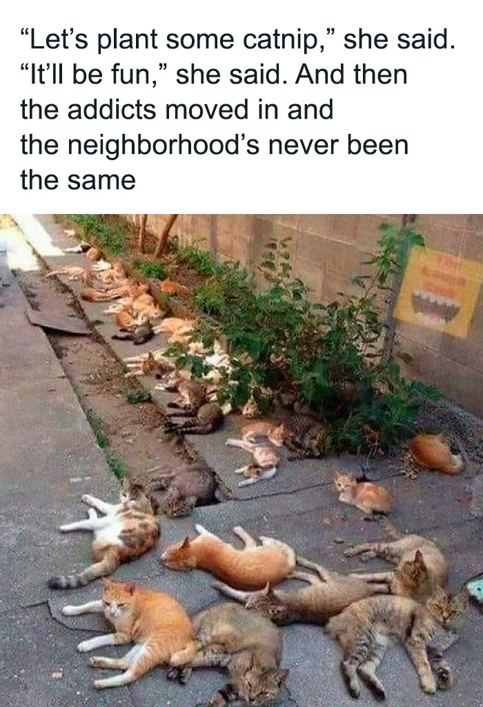 Cats sprawled on the sidewalk after enjoying catnip, humorously illustrating a funny animal meme concept.