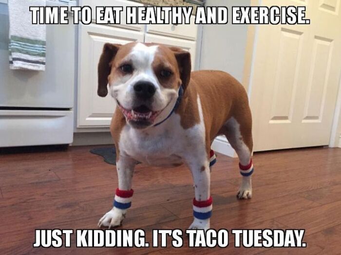 A dog in socks with a caption "Time to eat healthy and exercise... just kidding, it's Taco Tuesday."