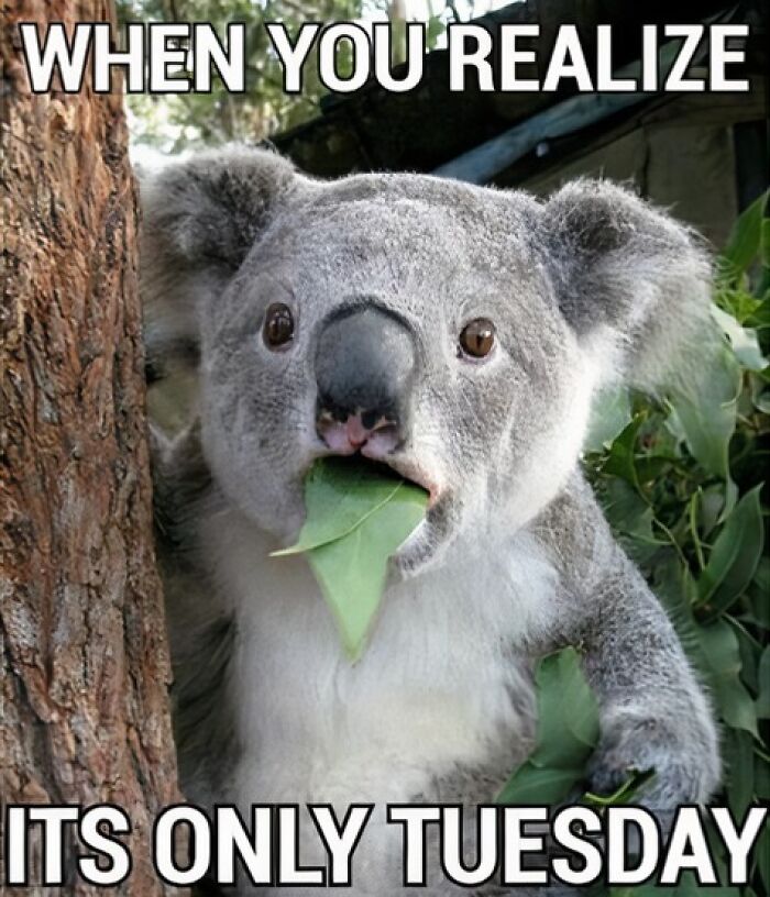 Koala is in shock that today is Tuesday.