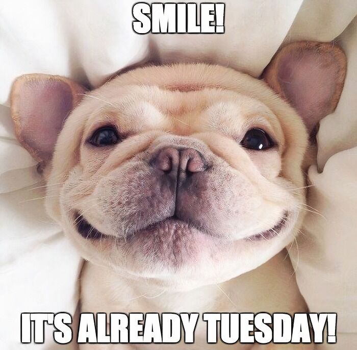 A smiling white puppy is happy because it is on Tuesday.