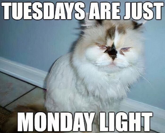 A white cat in the corner says Tuesday is the same as Monday. 