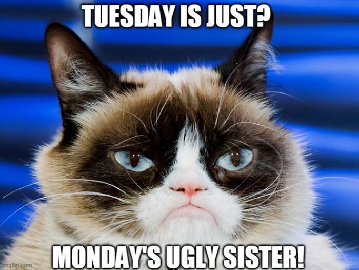 Grumpy cat face on Tuesday meme