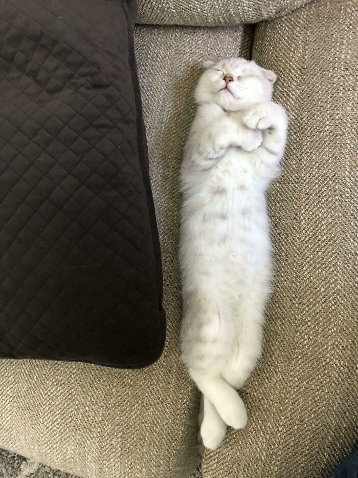 Couldn’t Find Him, Then Peeked Around The Pillow And I Became Jealous Of How Comfy He Looks. 11-Week-Old Scottish Fold