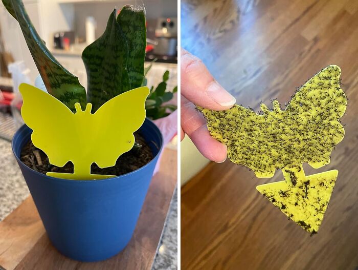 Pesky Gnats Ruining Your Plants? Yellow Sticky Bug Traps To The Rescue!