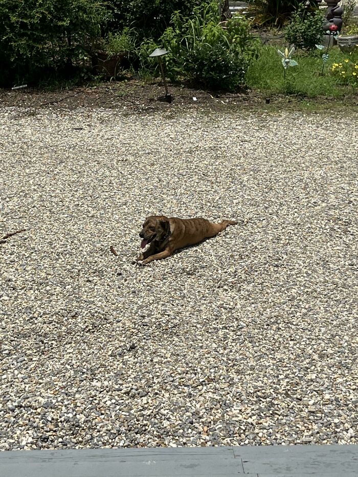 Why Does My Dog Love To Sunbathe On Hot Jagged Rocks??