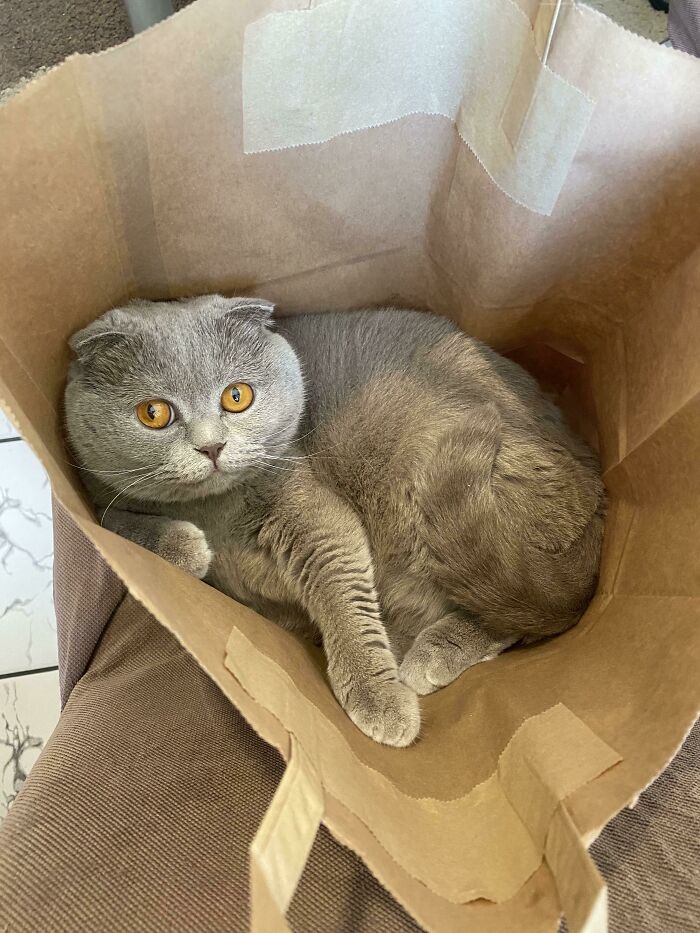 My Cat Saoirse, Chilling In A Bag