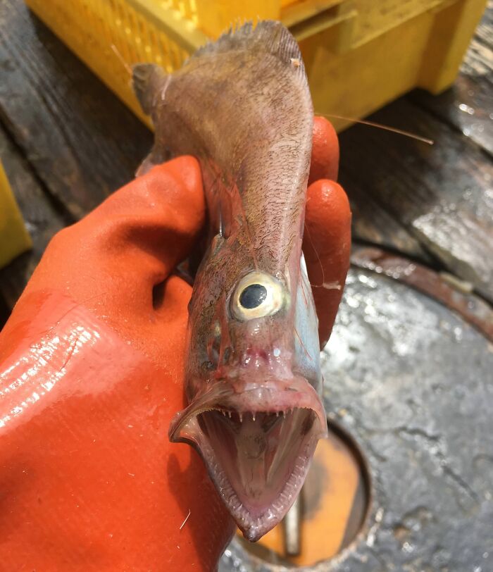 My Friend Works On A Fishing Boat And Sent Me This Abomination