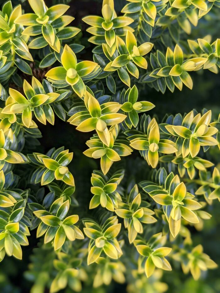 I Took A Walk This Evening And Saw This Bush, I Thought It Would Fit In Here