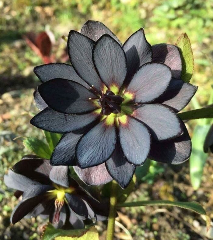 The Darkest Hellebore We Grow In The Garden